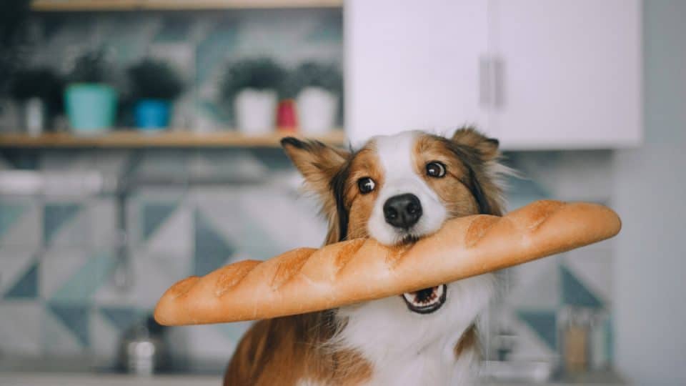 Border Collie sits in the kitchen and holds bread in his mouth
