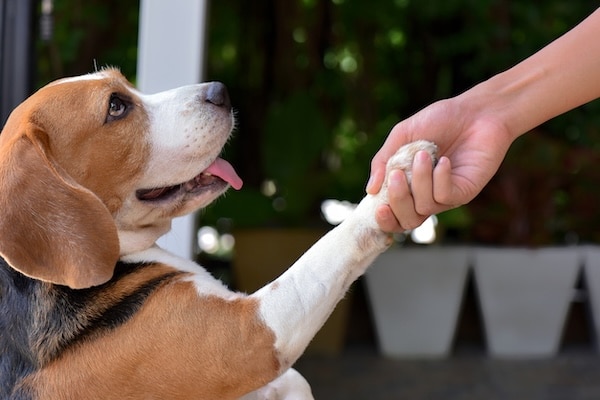Dog shaking hands with person