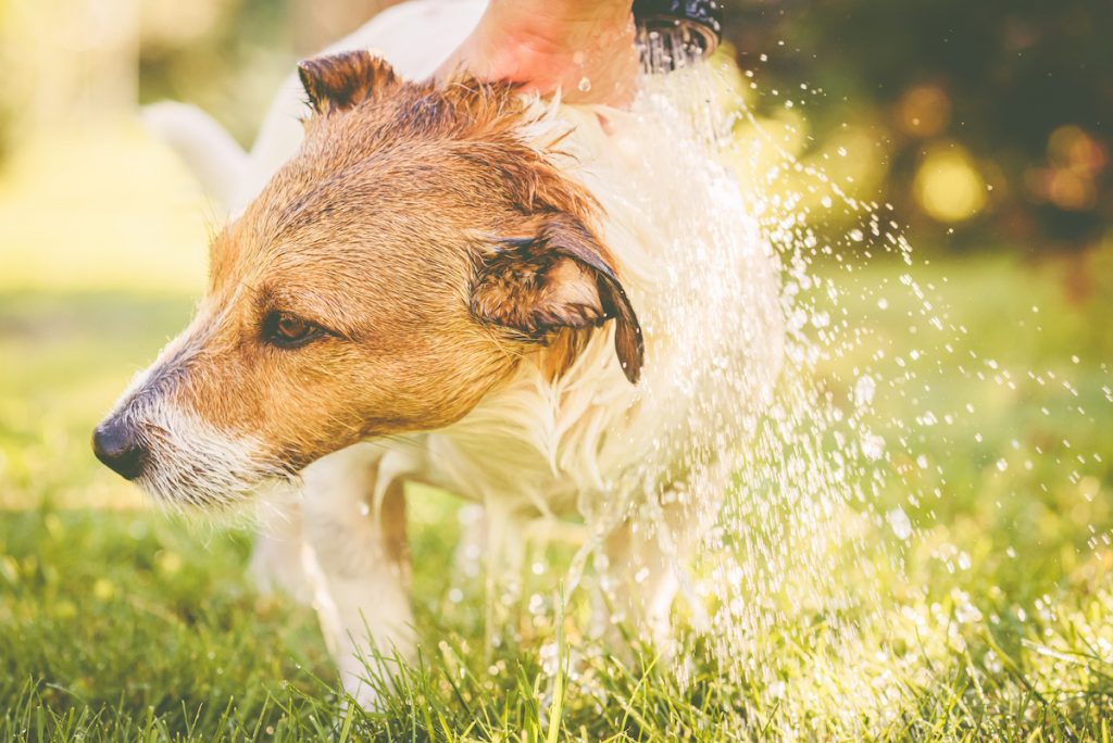 jack russell cools off in the yard with a shower