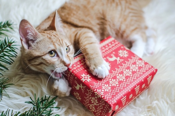 Ginger kitten chews edge of wrapped package