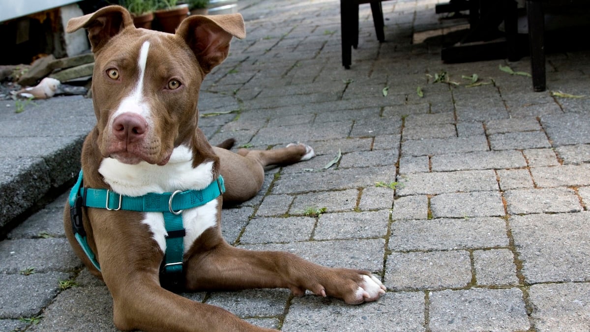 Young handsome brown colored Pit bull with raised ears relaxing on backyard patio.