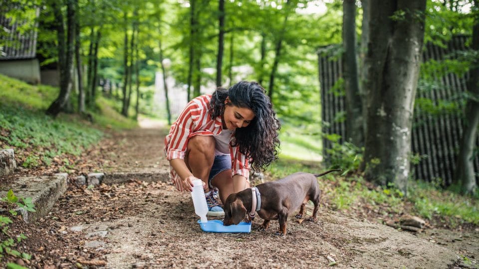 Woman offers dachshund puppy water on trail