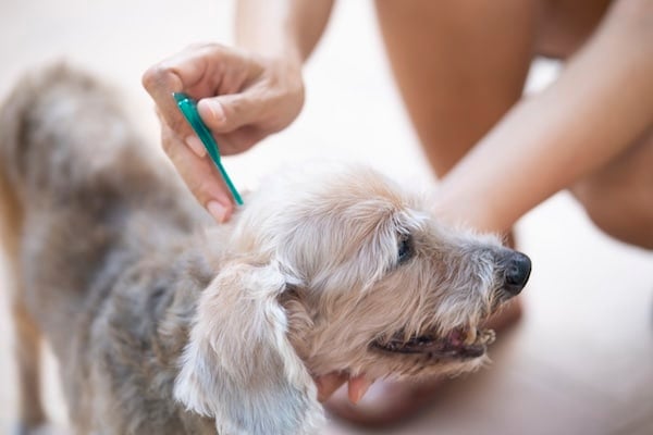 Close up woman applying tick and flea prevention treatment and medicine to her dog