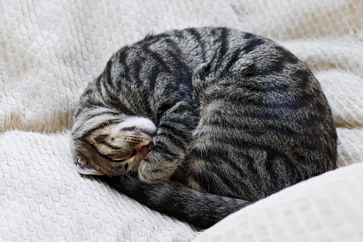 curled up tabby cat sleeping on pillows