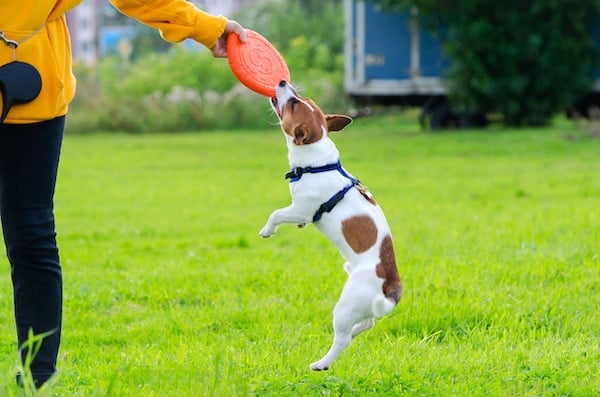 Jack Russell Terrier playing with frisbee.