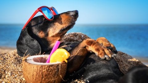 a dachshund reclines on the beach with a pina colada