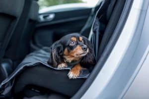 Small dog ready to go for a walk waiting patiently in the backseat of the car