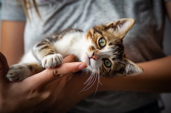 Kitten in person's arms