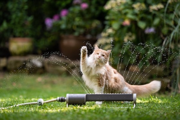 Tabby cat playing with lawn sprinkler
