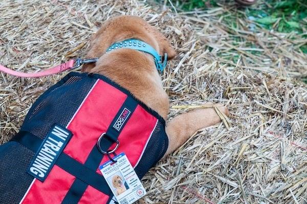 A puppy service dog in training sleeping on a bale of hay in summer time