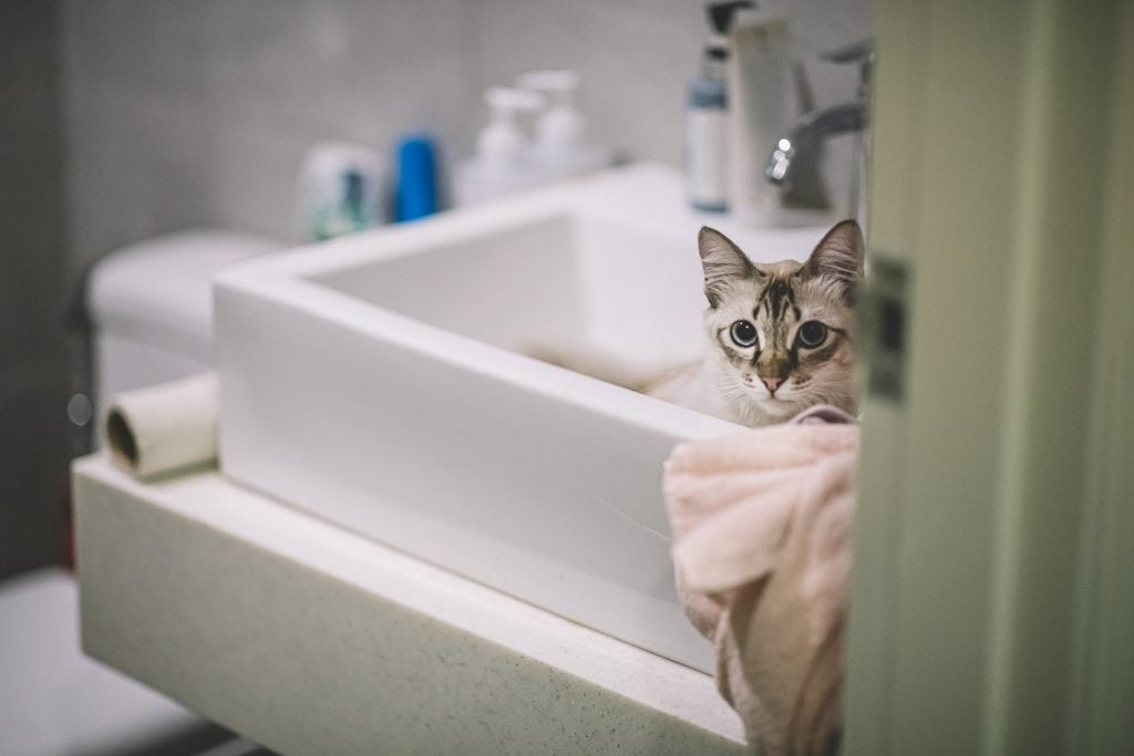 grey cat eyes the camera from sitting inside a bathroom sink