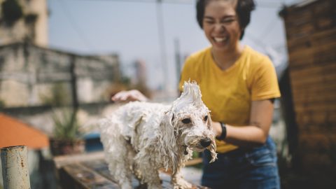 Laughing woman applying shampoo to small dog on wooden bench