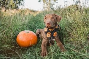 Brown Lab puppy sits next to pumpkin in field