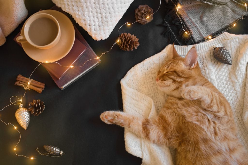 Ginger cat stretches by tea and book