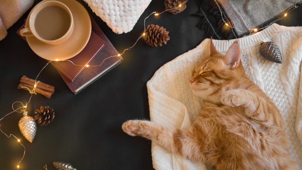Ginger cat stretches by tea and book