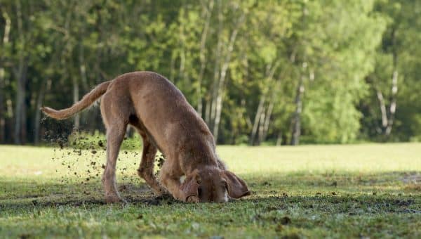 Dog digging in grassy field, head buried in hole