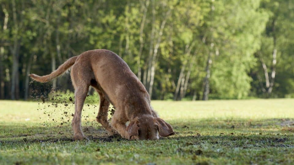 Dog digging in grassy field, head buried in hole