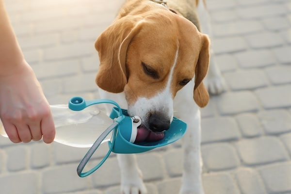 Beagle drinks water from a dog water bottle