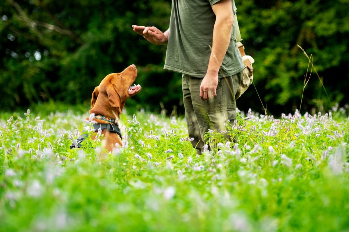 Hungarian Vizsla puppy and its owner during obedience training outdoors. Sit command side view.