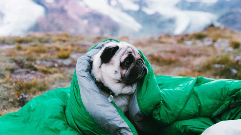 Pug in sleeping bag with mountain view behind