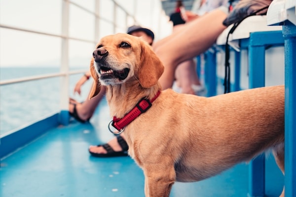 Dog looking at water on ferry boat
