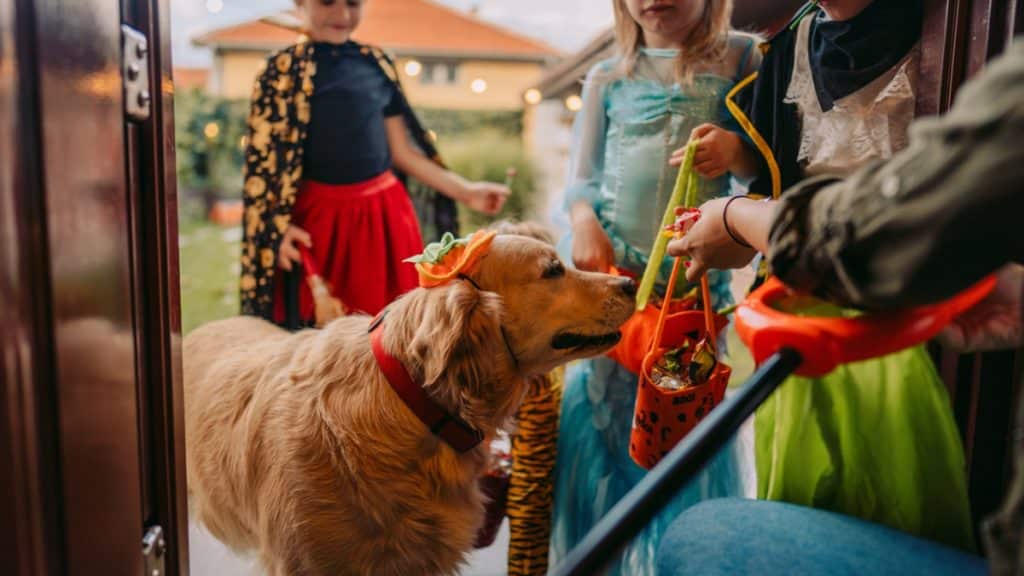 a golden retriever goes trick or treating with the kids