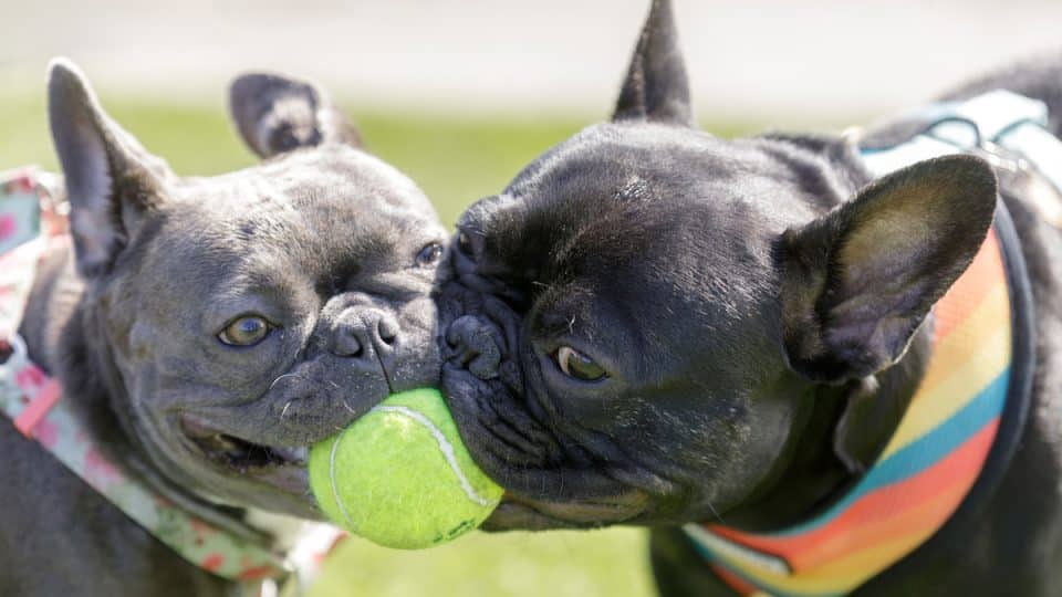 Two playful french bulldogs put their mouths on the same tennis ball