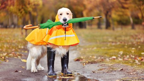 Golden retriever with green umbrella in teeth