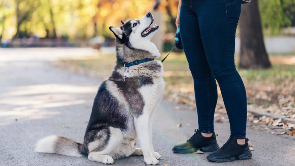 Side view image of beautiful male Siberian husky wearing harness in the park