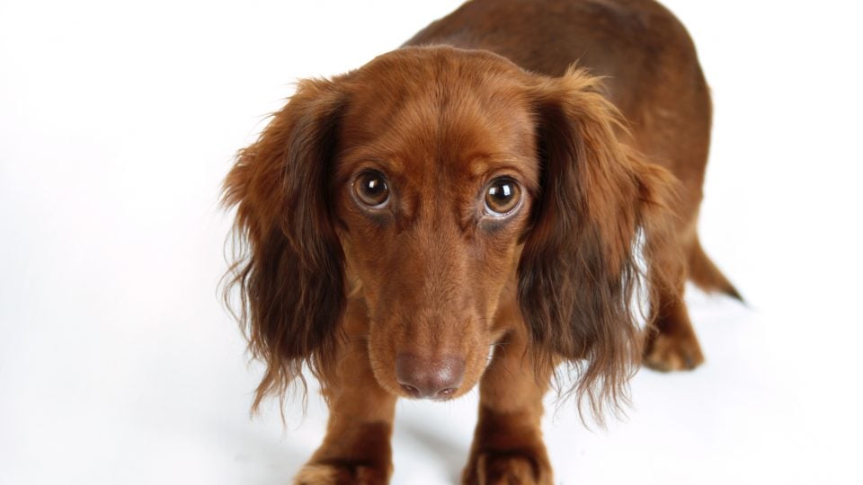 worried-looking long-haired dachshund