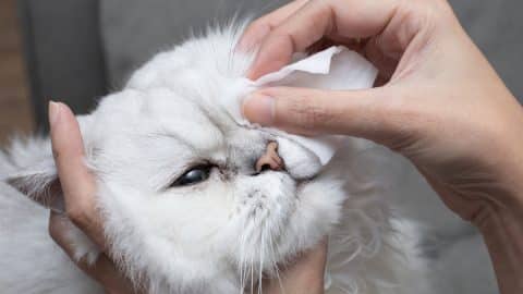 White Persian cat having its eyes cleaned with gentle wipe