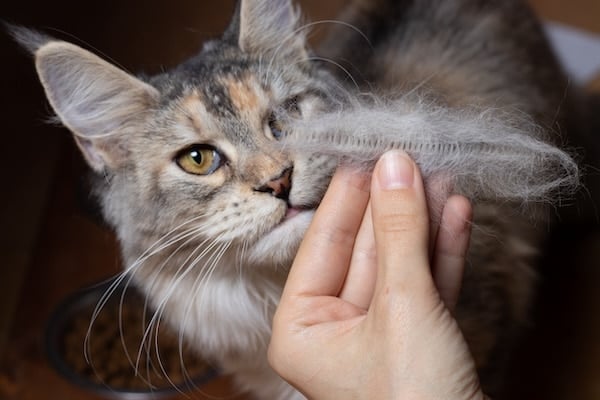 Curious Maine Coon looks at combed cat hair.