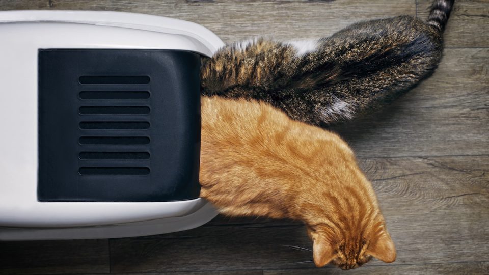 Two tabby cats seen from above while using a closed litter box