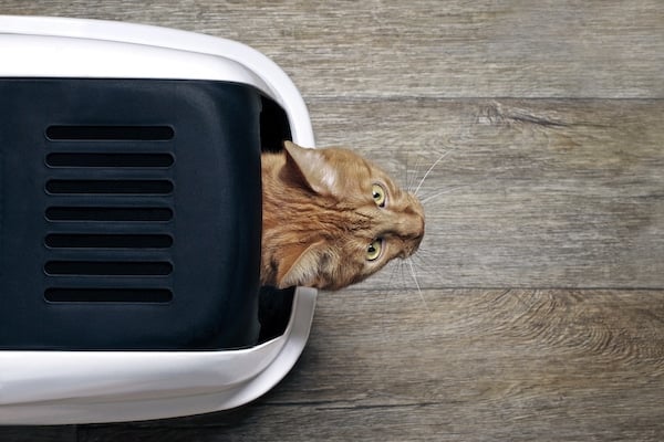 Ginger cat looks out of litter box, top view
