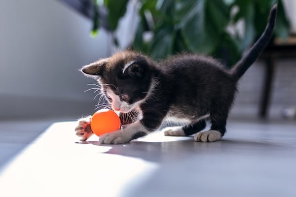 Kitten playing with ball