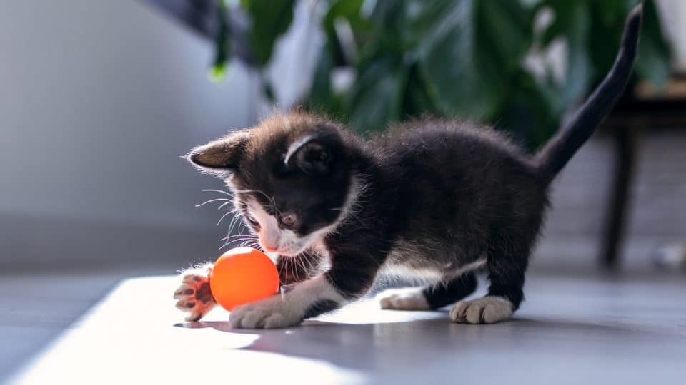 Black kitten playing with orange ball in sunlight