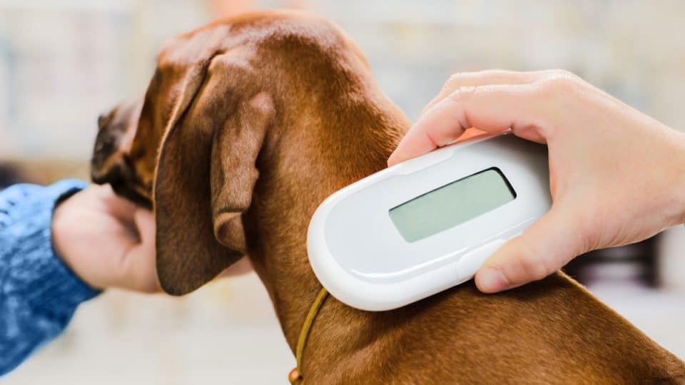 Veterinarian checking microchip implant under rhodesian ridgeback dog puppy skin in vet clinic