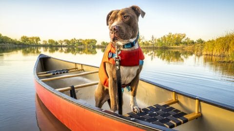 Dog in red canoe, wearing life jacket