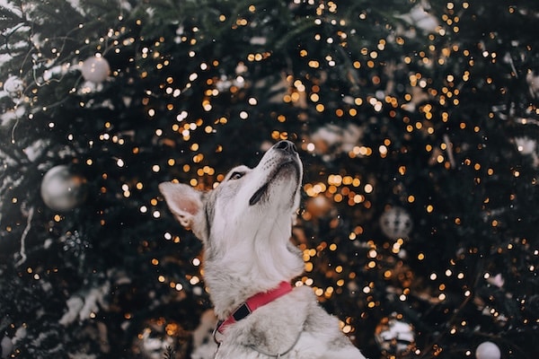 Mixed breed dog poses beneath outdoor Christmas tree
