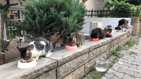 stray cats line up on a wide concrete wall to eat from bowls line up for them