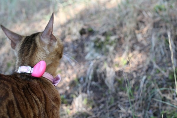 Cat wearing collar with pink GPS tracking system