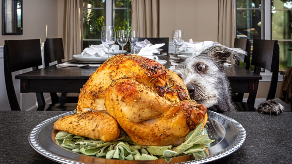 a dog trying to eat the Thanksgiving turkey