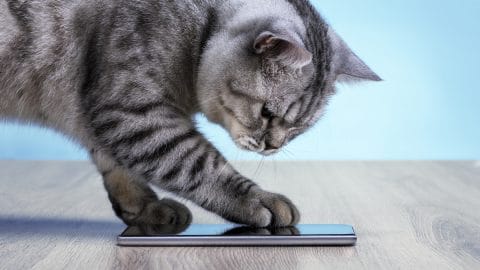 Cat presses smartphone with paw on hardwood floor