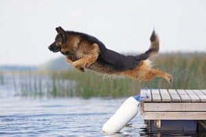 German Shepherd leaps off dock into water