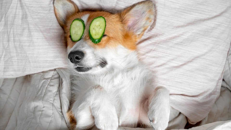 Corgi lays on bed with cucumbers on eyes