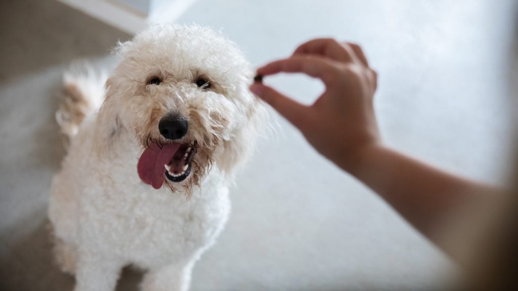 Pet Goldendoodle puppy waits patiently for treat while being trained