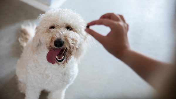 Pet Goldendoodle puppy waits patiently for treat while being trained