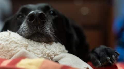 Black labrador retriever dog resting on his bed, with head on a stuffed toy.