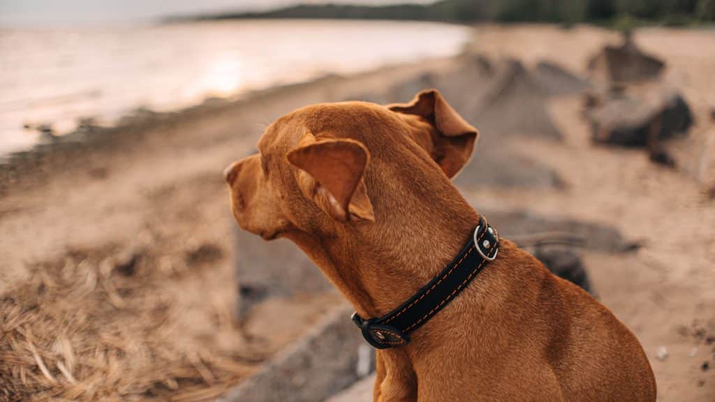 Vizsla dog in black leather collar sitting on a beach