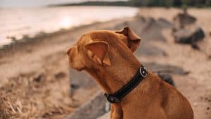 Vizsla dog in black leather collar sitting on a beach
